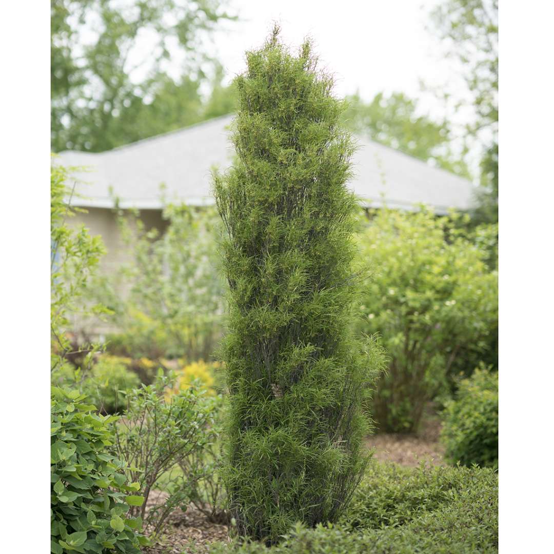 Narrow Fine Line Rhamnus in garden landscape